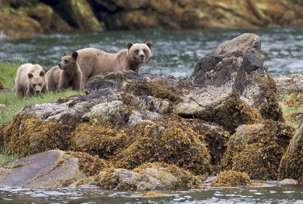 bc.-sets-up-a-panel-on-bear-deaths,-will-review-conservation-officer-training