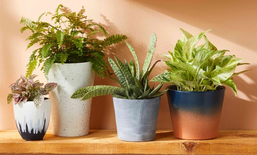 14-houseplants-you-should-never-grow-in-direct-sun