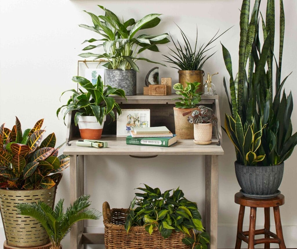 9-fast-growing-indoor-plants-to-brighten-up-your-home-in-(almost)-no-time