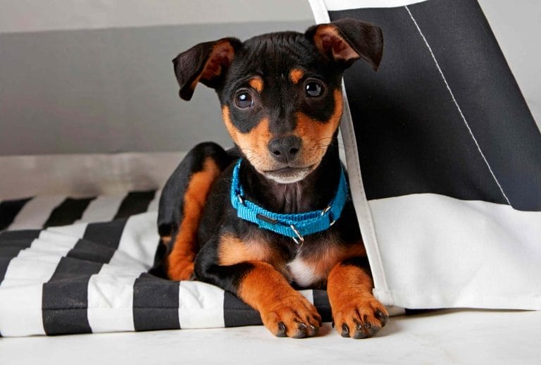 8-expert-tips-to-keep-your-pet-safe-during-a-natural-disaster