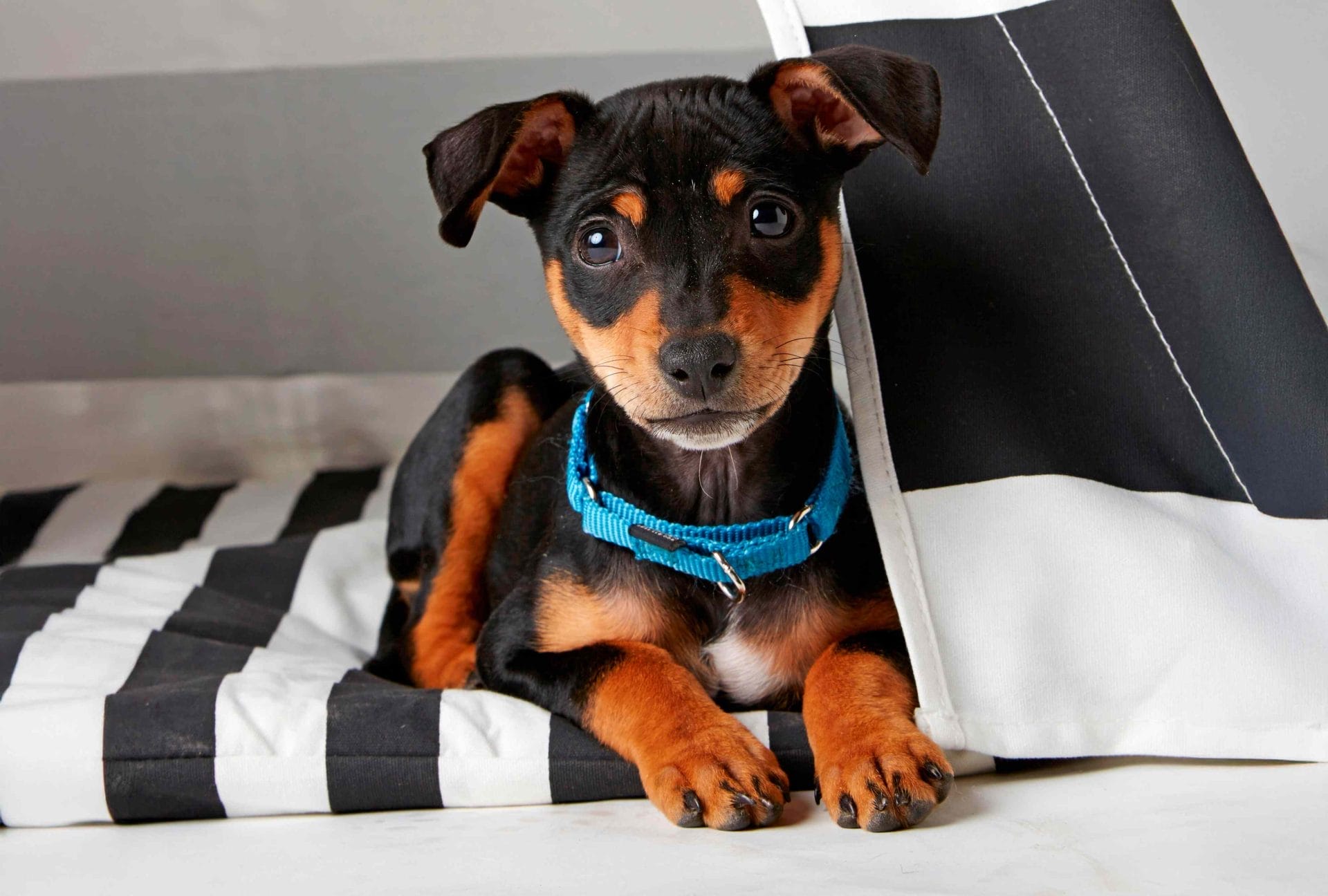 8-expert-tips-to-keep-your-pet-safe-during-a-natural-disaster